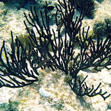 This is an image  on Black coral under  water .Black Coral and Moss is the fragrance  used in the candle with coconut Apricot Creme  wax. Available from  Wild Orchid Candle Company