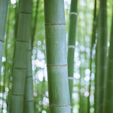 This is an image  of green bamboo plants  against a sunny backdrop. Bamboo is one of the fragrance notes used in the  Black Coral and Moss Coconut Apricot Creme  wax Candle.. Available at Wild Orchid Candle Company