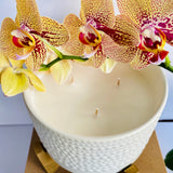 Sea Salt & Orchid Ceramic Candle with Wooden Pedestal | 20 oz | Coconut Apricot Crème  Wax - Wild Orchid Candle Company